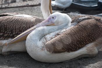 Photo of great white pelicans closeup - Pelecanus onocrotalus