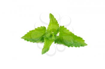 Green fresh mint isolated on white background