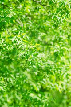 Photo of beautiful green leaves background. Selective focus