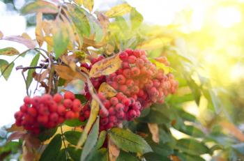 Bright rowan berries with leafs on a tree
