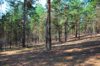 Photo of the Summer pine forest