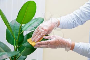 Hand at gloves cleaning ficus plant by wet sponge