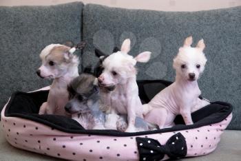 chinese crested puppy dogs in front at sofa