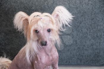 chinese crested puppy dog in front at sofa