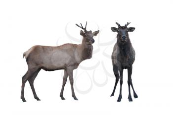 Two marals male and female isolated on a white background. Image with clipping path.