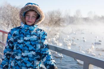 Boy at winter nonfreezing lake with white whooping swans. The place of wintering of swans, Altay, Siberia, Russia.