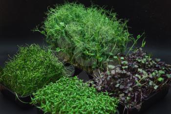 Micro greens sprouts of radish, amaranth, peas, beetroot on black background. Concept of superfood and healthy organic food