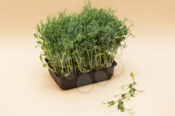 Micro greens sprouts of peas on beige background. Concept of superfood and healthy organic food