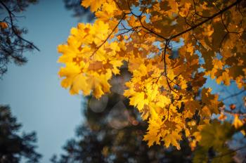 Autumn leaves, for background, very shallow dof