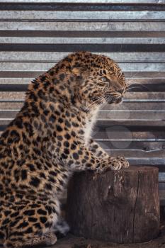 Portrait of the female leopard from fast east in a zoo