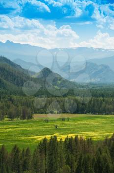 Beauty colors of summer Altai. Green and yellow meadow with trees on mountain background