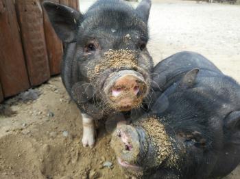 Two small black pigs at farm