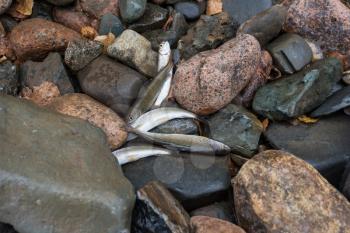 caught grayling fish on the stones