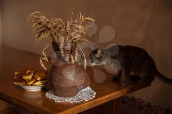 Wheats and old jug with playful cat on a table