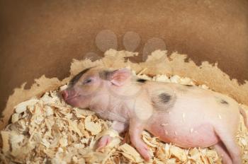 Cute and sleeping little pig in sawdust