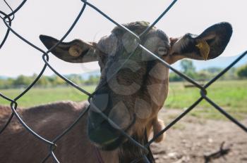 goat goat portrait closeup on the farm
