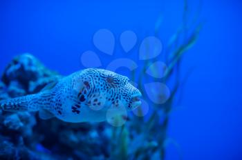 Different marine animals from oceanarium