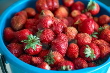 A bucket of ripe delicious strawberries