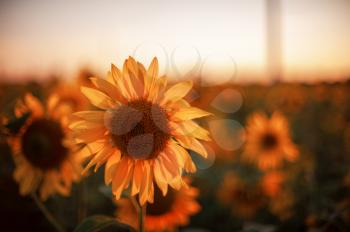 Sunflower closeup in a farm field at sunset in summer