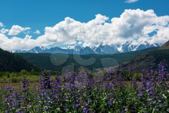 Summer landscape in Altai mountains - flowering meadows and fields against a background of mountains