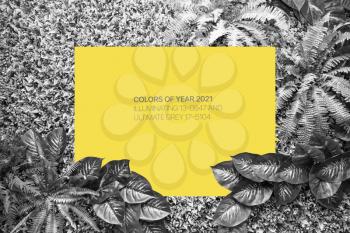 Ultimate Gray and Illuminating color background from leaves and blank for your design or text. Color of the year 2021.