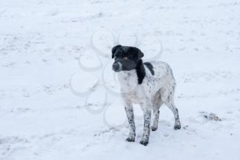 A sad dog stands on the snow in winter