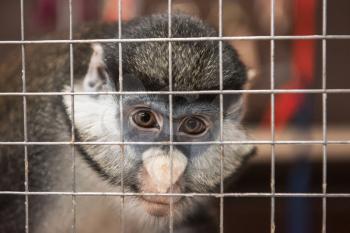 Monkey eye sad expression in a cage in contact zoo