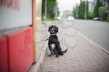 Sad black dog standing on a road and waiting for the owner