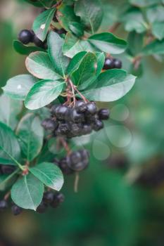 Ripe berries of black chokeberry.
