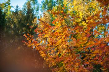 Yellow autumn leaves on the tree. Beauty sunny autumn day