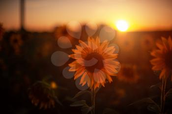 Sunflower closeup in a farm field at sunset in summer