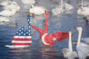 Sanction or conflict concept, Fighting Swans as USA against Turkey,