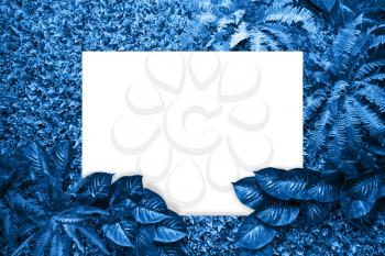 Classic blue color background from leaves and white blank for your design or text. Pantone color of the year 2020.