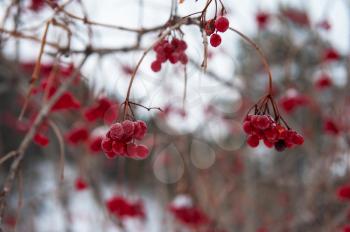 Rowan tree with branches of berries in the winter forest