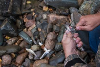 Fisherman cleaning grayling fish by knife at outdoors
