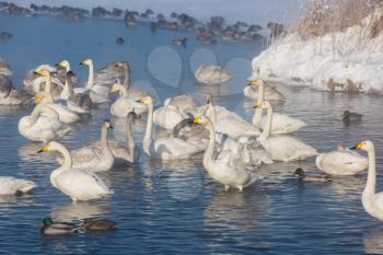 Whooper swans swimming in the lake, Altai, Russia