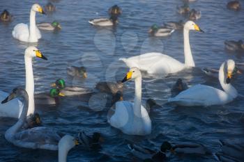 Whooper swans swimming in the lake, Altai, Russia