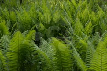 Green ferns plant in the forest in sunny summer evening