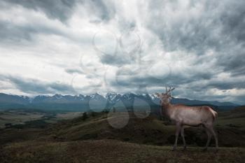 Maral deer in Kurai steppe and North-Chui ridge of Altai mountains, Russia. Cloud day. Panoramic picture