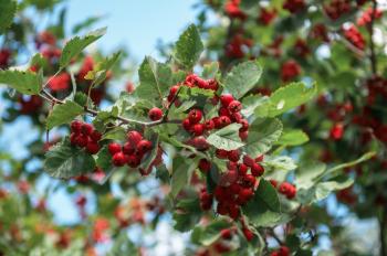 Red berries of crataegus monogyna, known as hawthorn on green bush