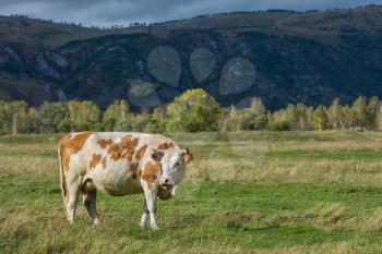 Cows in the grass in the Altai mountain against dark sky