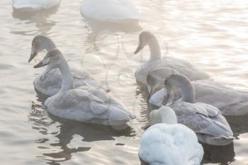 Group of Beautiful white whooping swans swimming in the nonfreezing winter lake. Age birds with their young brood, family concept