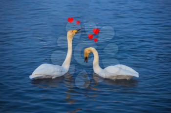 Two Beautiful white whooping swans swimming in the nonfreezing winter lake. Two loving couple swans, to love or valentine day concept
