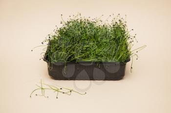 Micro greens sprouts of amaranth on beige background. Concept of superfood and healthy organic food