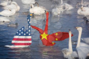 Sanction or conflict concept, Fighting Swans as USA against China
