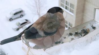 Bullfinch female eats seeds from feeder on the window of the house. Concept of feeding birds in winter. Slow motion video