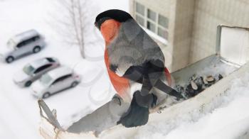 Bullfinch male eats seeds from feeder on the window of the house. Concept of feeding birds in winter. Slow motion video