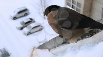 Bullfinch female eats seeds from feeder on the window of the house. Concept of feeding birds in winter. Slow motion video