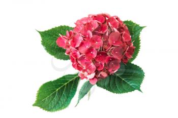Pink flower of hydrangea isolated on white background.