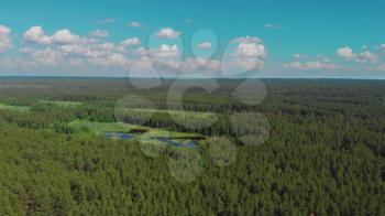 Aerial view to the forest marsh in beauty summer day, drone 4k video
